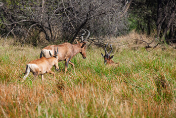 Tsessebe antelope family, with baby calf, grazing the tall grass in the Botswana bush