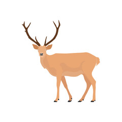 Vector illustration of deer in cartoon flat style. Male or female deer wild life animal isolated in white background. Cute different poses deer with long horns for logo, icon, infographic, symbol