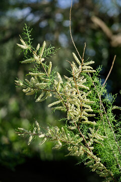 Plant of the species Tamarix gallica, commonly called taray, tamarisk, tamariz or tamarisk with its flowers. Vertical