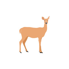 Vector illustration of deer in cartoon flat style. Male or female deer wild life animal isolated in white background. Cute different poses deer with long horns for logo, icon, infographic, symbol