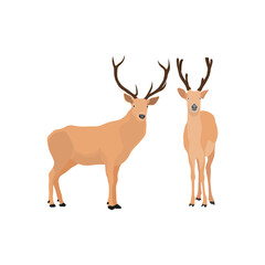 Vector illustration set of deer in cartoon flat style. Male or female deer wild life animal isolated in white background. Cute different poses deer with long horns for logo, icon, infographic, symbol