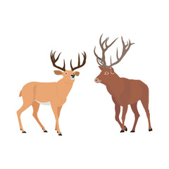 Vector illustration set of deer in cartoon flat style. Male or female deer wild life animal isolated in white background. Cute different poses deer with long horns for logo, icon, infographic, symbol