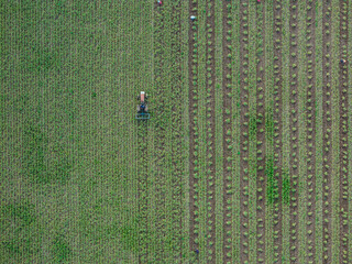 aerial view of garlic cultivation during harvest