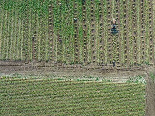 aerial view of garlic cultivation during harvest