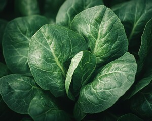 Obraz premium Fresh, Vibrant Leafy Greens, Nature's Bounty of Health and Wellness, Close Up of Lush Green Leaves, Earthy Tones and Textures, Symbol of Freshness and Vitality