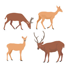 Vector illustration set of deer in cartoon flat style. Male or female deer wild life animal isolated in white background. Cute different poses deer with long horns for logo, icon, infographic, symbol