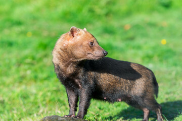 Bush Dog in its Natural Habitat: A Rare Glimpse of a Reddish-Brown Canine Amidst Greenery and Rocks