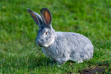 Vigilant Gray Rabbit: A Natural Snapshot of an Alert Bunny Amidst Green Grass