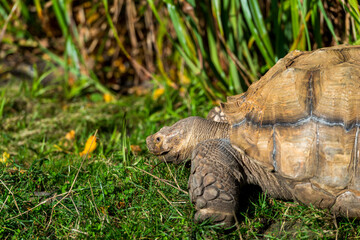 A Tortoise’s Journey: Exploring Greenery and Rocky Paths in Its Natural Habitat.