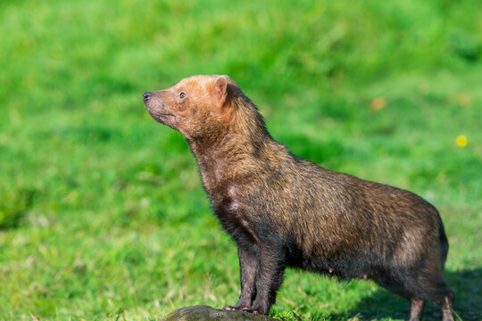 Bush Dog