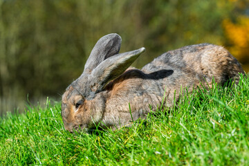 Restful Rabbit: A Calm Gray Bunny Enjoying the Peaceful Outdoors on a Grassy Field