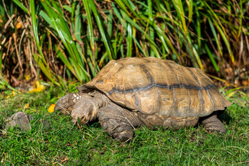 A Tortoise's Journey: Traversing Rocky Terrain and Verdant Surroundings in Its Natural Habitat.