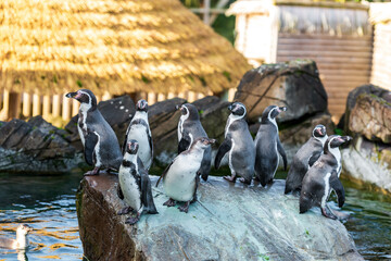 Penguins huddle on a rock, some facing the water, others interacting. This image captures the...