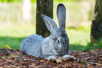 Grey Rabbit Resting on Mulch: A Tranquil Moment in a Natural Outdoor Habitat