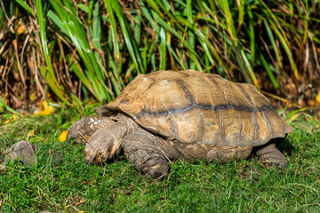Tortoise Trek: A Serene Stroll on a Rocky and Green Landscape