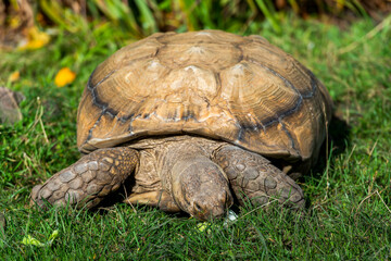 Tortoise with Patterned Shell: A large tortoise with a distinctly patterned shell grazes on green grass.
