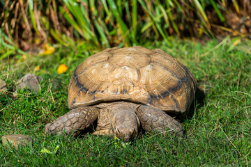 Tortoise amongst the Greenery: A large tortoise sits low in the grass, its patterned shell prominent in the frame.