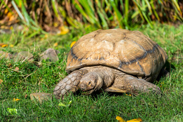 Fototapeta premium Tortoise in Grassy Habitat: A large tortoise rests in a grassy area, its shell blending in with the natural surroundings.
