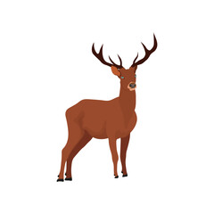Vector illustration of deer in cartoon flat style. Male or female deer wild life animal isolated in white background. Cute different poses deer with long horns for logo, icon, infographic, symbol