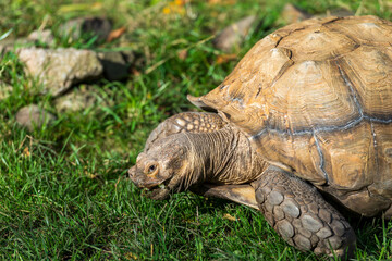 Giant Tortoise Enjoying a Meal: A giant tortoise munches on green grass, its strong beak and ancient-looking face visible in detail.