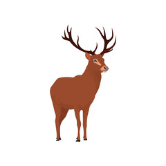Vector illustration of deer in cartoon flat style. Male or female deer wild life animal isolated in white background. Cute different poses deer with long horns for logo, icon, infographic, symbol