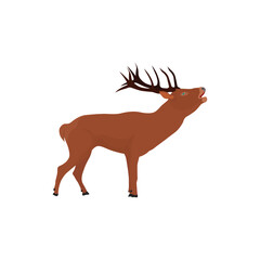 Vector illustration of deer in cartoon flat style. Male or female deer wild life animal isolated in white background. Cute different poses deer with long horns for logo, icon, infographic, symbol