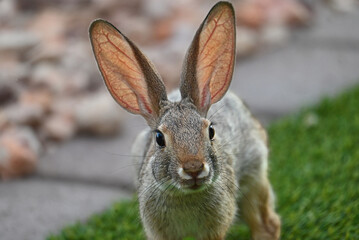 Rabbit Fun 