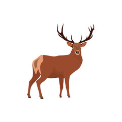 Vector illustration of deer in cartoon flat style. Male or female deer wild life animal isolated in white background. Cute different poses deer with long horns for logo, icon, infographic, symbol