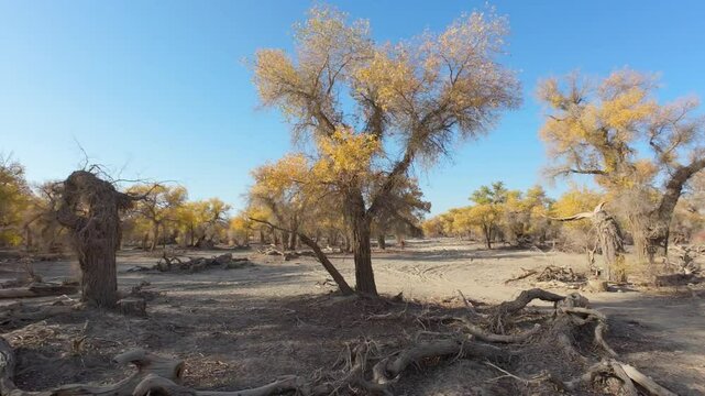 Driving on road passing through populus euphratica forest in Gobi desert with yellow foliage in Tarim Populus euphratica Forest Park, Xinjiang, China, side view from the car, 4k real time footage.
