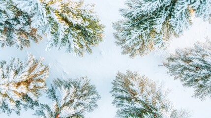 Fototapeta premium Aerial view of snow-covered evergreen trees in a winter landscape.