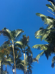Fototapeta premium Palm trees against blue sky