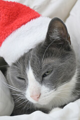 A gray little cat in a Santa costume. Lying in a white blanket.