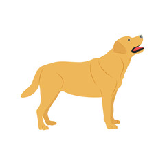 Vector illustration of labrador retriever dog in cartoon flat style. Dog behavior, body language and face expressions. Cute yellow labrador retriever.
Pet animal
