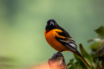 A Baltimore Oriole in Costa Rica