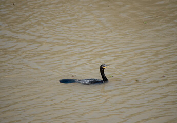 Black-backed cormorant or Phalacrocorax sulcirostris swimming in the river
