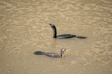Black-backed cormorant or Phalacrocorax sulcirostris swimming in the river