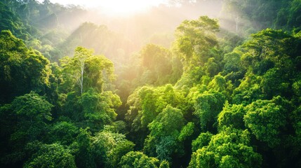 Lush green forest with sunlight filtering through trees, highlighting nature's beauty.