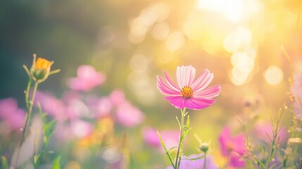 Fototapeta premium Beautiful pink cosmos flower blooming in the garden with sunlight and lens flare effect creating a dreamy and romantic atmosphere