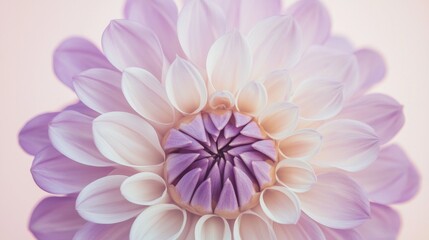 Fototapeta premium Close-up of a beautiful dahlia flower showcasing its intricate petals and delicate pastel color gradient, creating a soft and dreamy floral background