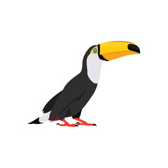 Vector illustration of toucan bird in cartoon flat style. Single colorful tropical bird wildlife animal. Pet Ramphastos toco isolated for digital resources, icon, logo, etc