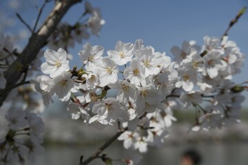 Cherry Blossom Branch in Bloom