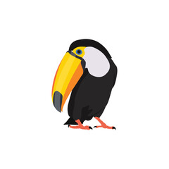 Fototapeta premium Vector illustration of toucan bird in cartoon flat style. Single colorful tropical bird wildlife animal. Pet Ramphastos toco isolated for digital resources, icon, logo, etc