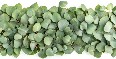 A close-up view of green eucalyptus leaves arranged in a line on a white background.
