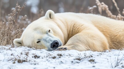 Naklejka premium A peaceful polar bear sleeping on snow-covered ground in a natural setting.