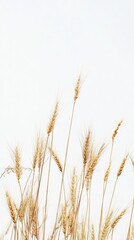 Fototapeta premium Show a realistic image of golden wheat stalks against a pure white background, emphasizing the intricate details and natural beauty of each grain and kernel. 