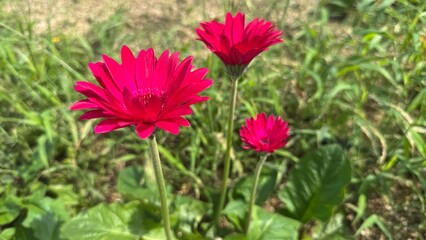 red and yellow flower