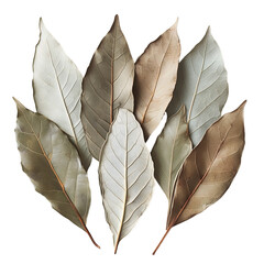 Obraz premium dried bay leaves isolated on transparent background Generative Ai.
