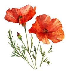 Obraz premium Watercolor Red Poppy Isolated on White Background. Beautiful Poppy Flower