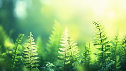Lush green ferns illuminated by soft light, creating a serene and tranquil atmosphere.