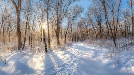 Obraz premium A serene winter scene with sunlight filtering through trees in a snowy forest.